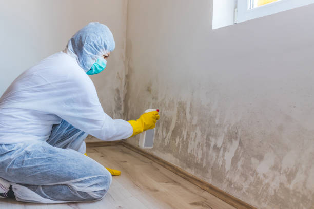 Best Certified Mold Removal  in Council Grove, KS