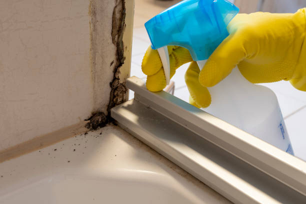 Best Home Mold Removal  in Council Grove, KS