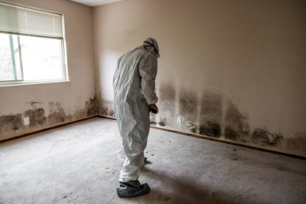 Attic Mold Removal in Council Grove, KS